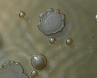 water bacteria water bacteria